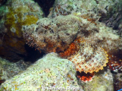 Stonefish by Elizabeth Ehrlich 